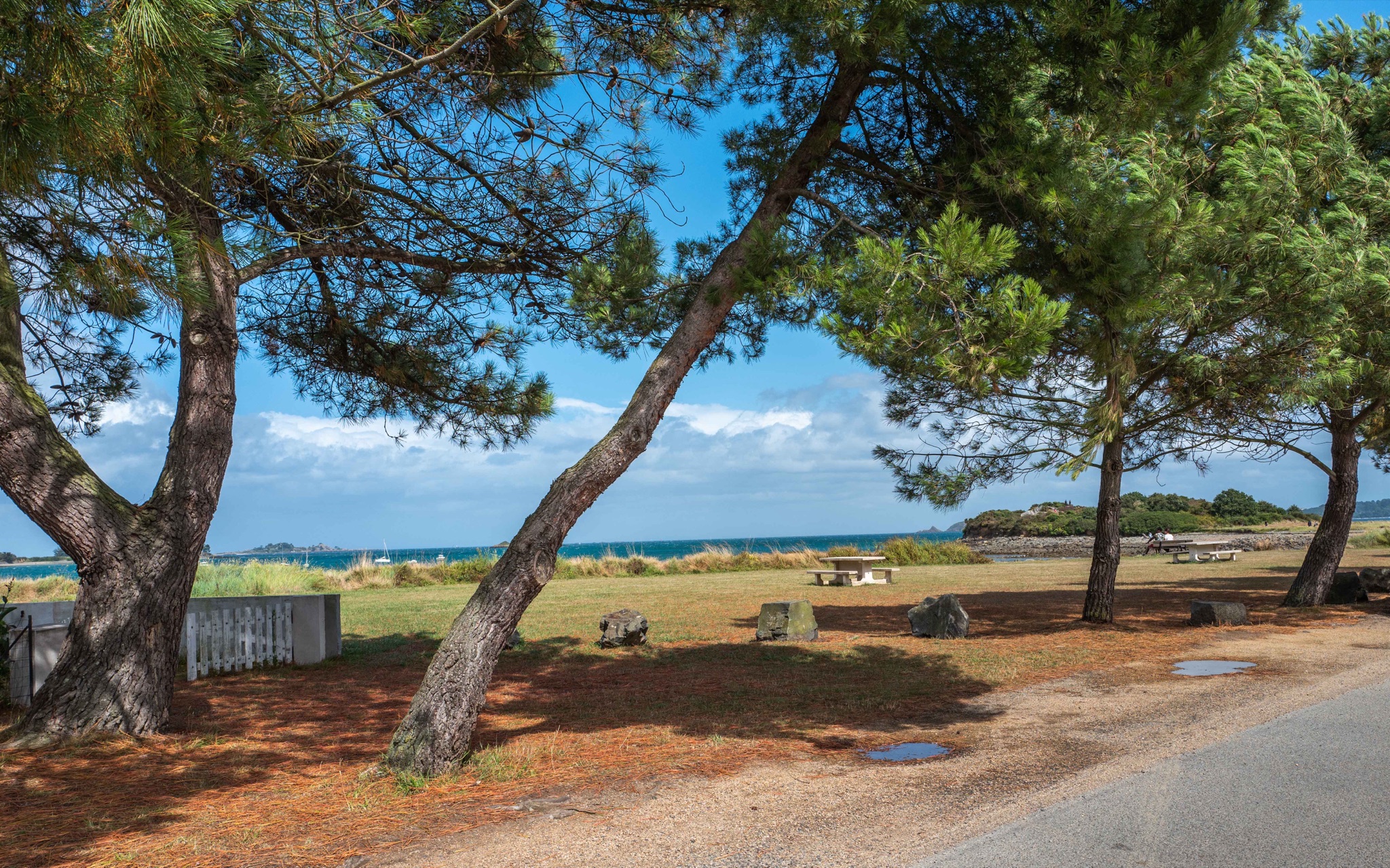 Pines by the sea